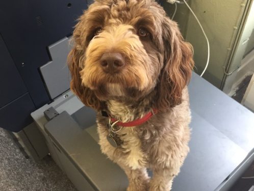 Image of photocopier with shop dog Penny sat on top