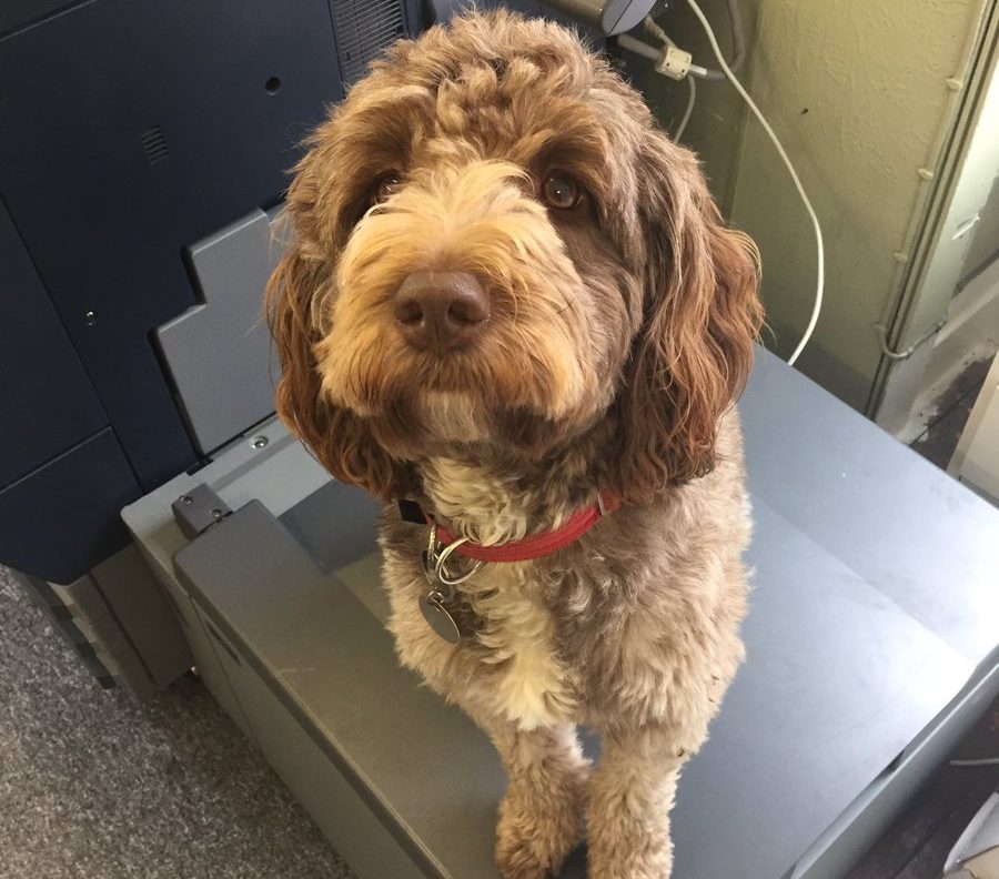 Image of photocopier with shop dog Penny sat on top